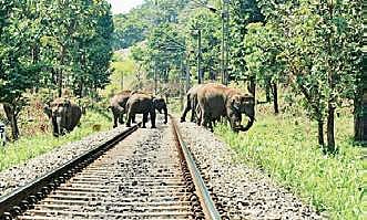 In the last six years, 15 gaurs, two elephants, a sloth bear and many other herbivores and reptiles have been mowed down | EPS