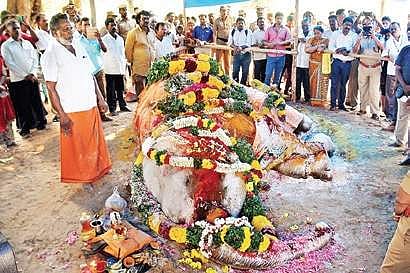 Tamil Nadu: WCCB probe sought into temple elephant’s death