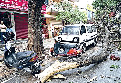 A fallen tree blocks M C Modi Hospital Road in Rajajinagar on Tuesday | express