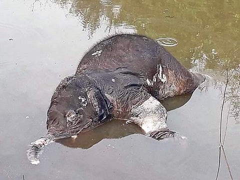 Calf drowns in Athagarh pond