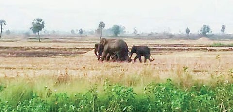 The geographical constrains have made the forest cover limited to 12.12 percent of the land in the district