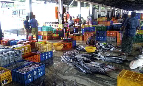 Fish being sorted inside the fishing harbour in Munambam | A Sanesh