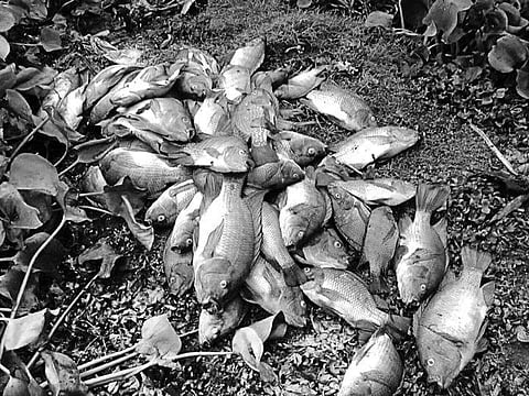 Dead fish recovered from Bata river near Balijhara | EXPRESS