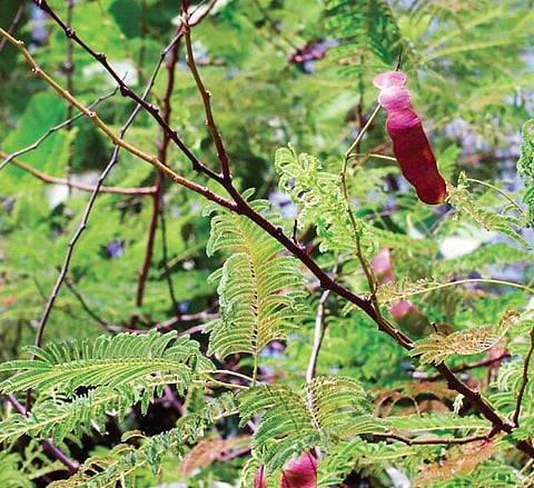 Traditional pan, devoid of tobacco, is good for a detox