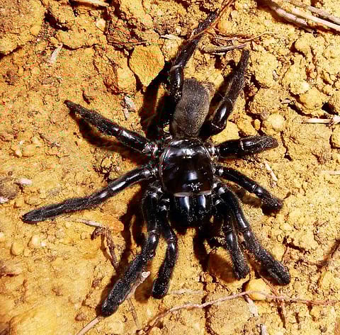 This picture taken on January 1, 2016 and released by Curtin University on April 30, 2018 shows the world's oldest known spider. (Photo: AFP / LEANDA MASON / CURTIN UNIVERSITY)