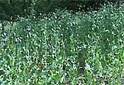 Opium cultivation.