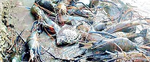 Fish kill continues unabated in Periyar