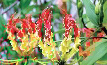 Gout is treatable at initial stage