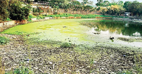 The pond at Chacha Nehru Park near Masab Tank in Hyderabad is covered with garbage and moss | k sathya keerthi