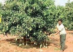 Kuppala Rama Gopala Krishna has created a record by growing 18 different varieties of mangoes on a single tree in his seven-acre-farm. (EPS)