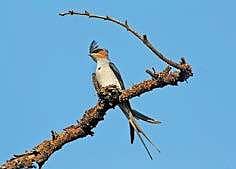 A Bird watcher’s delight