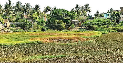 Lakeside bushes, which were burnt by locals on a suspicion of a ‘child kidnapper’ hiding there, near the Ponneri DSP office on Wednesday | D SAMPATHKUMAR