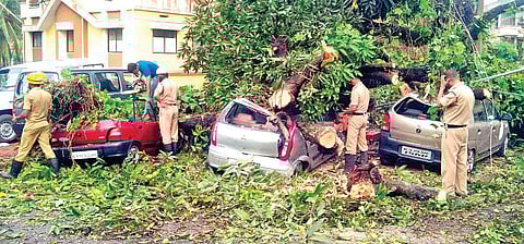 Around 2 am on Thursday night, a tree fell on a transformer and crushed four cars at Babugudde