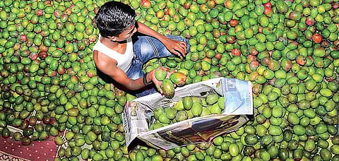 A worker sorting mangoes at a wholesale godown in Mysuru