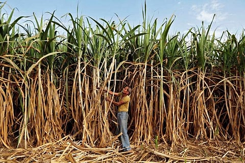 A farmer works in his sugarcane field on the outskirts of Ahmedabad. | Reuters