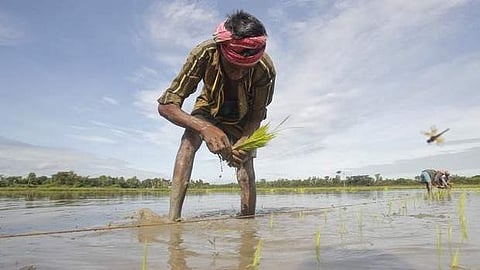 Tamil Nadu: Kuruvai farmers complain of seed shortage in Nagapattinam district