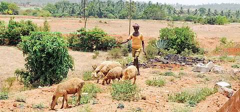 Mallegowda grazes his sheep at Badanaguppe-Kellamballi Industrial Park where he once grew ragi, maize and horsegram |  Udayshankar S