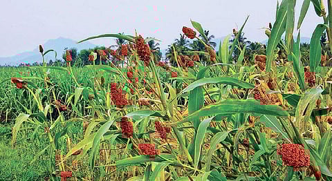 Humble millet is the latest 'superfood', but experts advise moderation