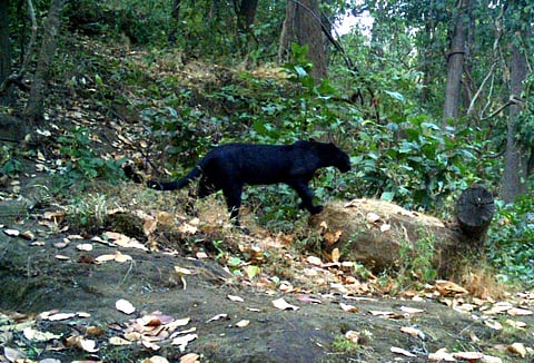 A picture of the black panther, or melanistic leopard (Express Photo)