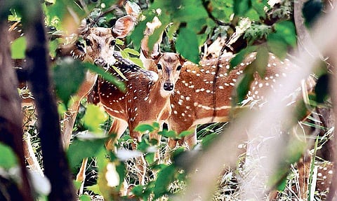 Spotted deer inside Guindy National Park