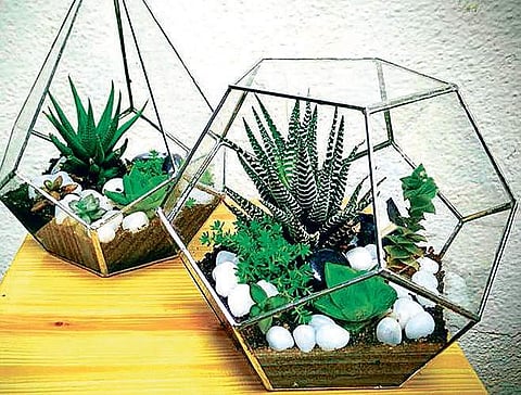 Neighbour’s envy, owner’s pride