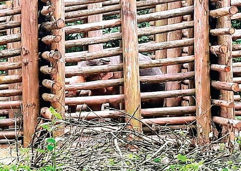 Chandru aka Peelandi at the Abhayaranyam Elephant Rescue and Rehabilitation Centre, Kodanad