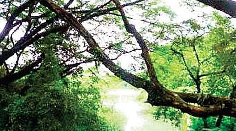 Migratory bird numbers decline at Mangalavanam Bird Sanctuary