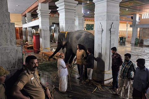 The Samayapuram temple elephant Masini calms down. (EPS | M K Ashok Kumar) ​