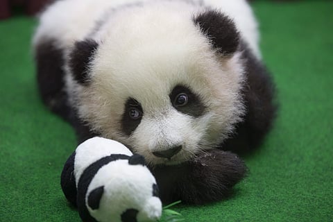 A baby panda born in a Malaysian zoo five months ago made her public debut Saturday. (Photo | AP)