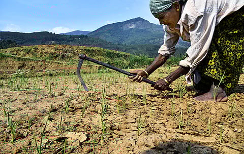 A representational image a farmer. (File Photo)
