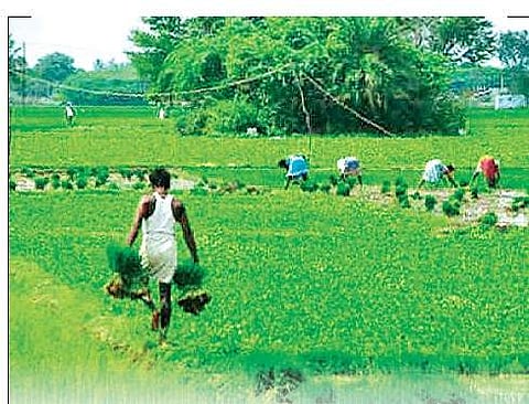 Soaring prices fuel farm crisis in Punjab, Haryana