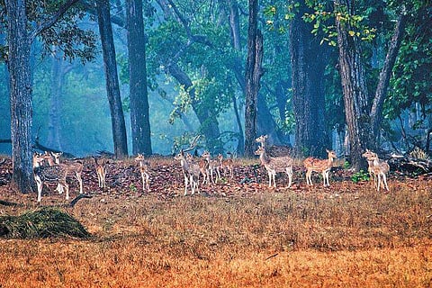 Treading the wild turf 
