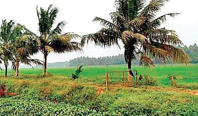 State unenthusiastic about Centre’s new contract farming law, calls it anti-farmer