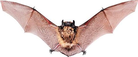 NCDC team firm fruit bats spread Nipah