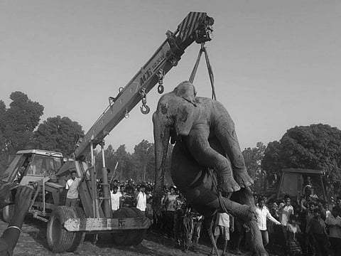 Carcass of an elephant; image used for representation | Express