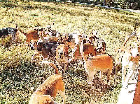 Hunting on Horseback  with Hounds