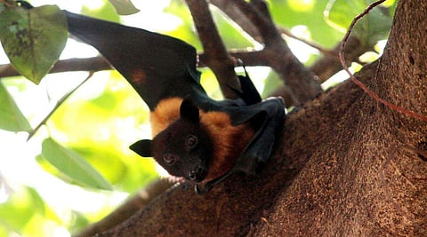Nipah virus: Don't blame bats alone, improve public health