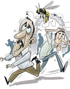 Bees invade marriage venue, injure two dozen