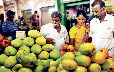 Malgova is one of the most common varieties