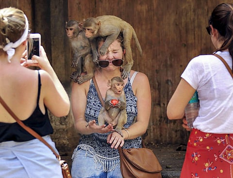 A tourist poses for a photo as three monkeys climb on her during a hot summer day at Galta temple in Jaipur on May 3 (PTI Photo)