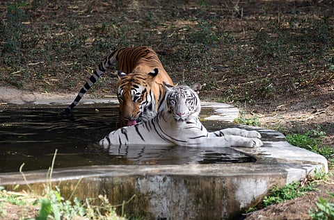 Royal Bengal Tiger Karan with white tigress Nirbhaya at Delhi zoo. (EPS | Parveen Negi)