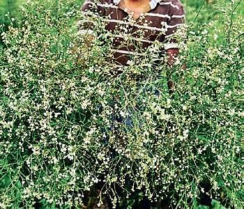 Parthenium: Is the Congress weed farmers’ friend or foe in Tamil Nadu?