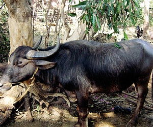File Photo of a buffalo (PTI)