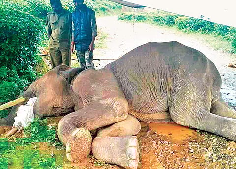 A ten year-old elephant, which collapsed following injury in his mouth, near the tea estate at Cherambadi Forest Range in The Nilgiris on Tuesday | Express