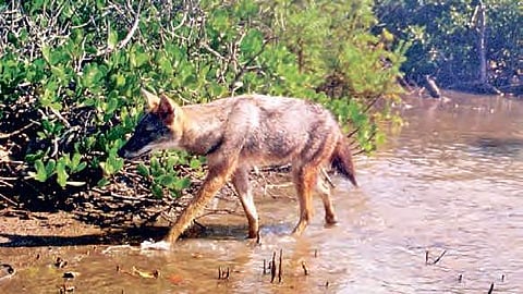 The attacks took place in Jugail village on Friday and Saturday.