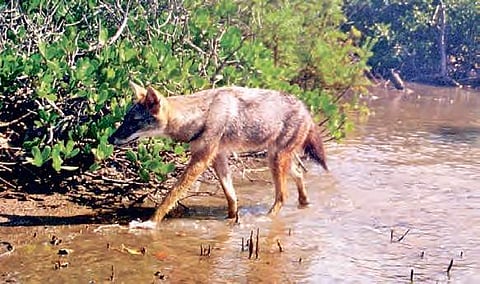 Jackal scare grips MP’s Sehore, 2 hurt in attacks