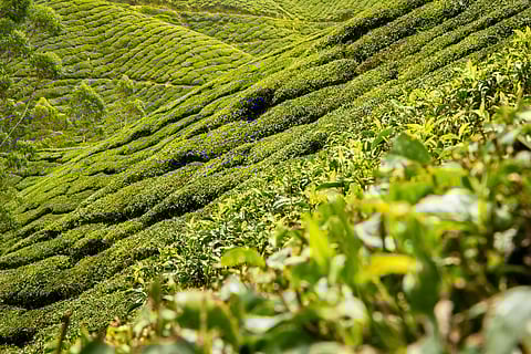 A representational image of a tea estate.