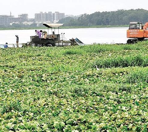 NGT probe team slams Karnataka government for failure to protect Bellandur Lake