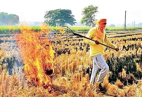 Punjab generates 17.5 million tonnes of wheat residue and 19.7 million tonnes of paddy residue every year, most of which is burnt down | pti