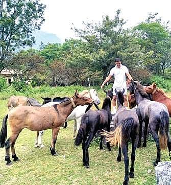 Horse power: ITBP to recruit four-legged friends for transport